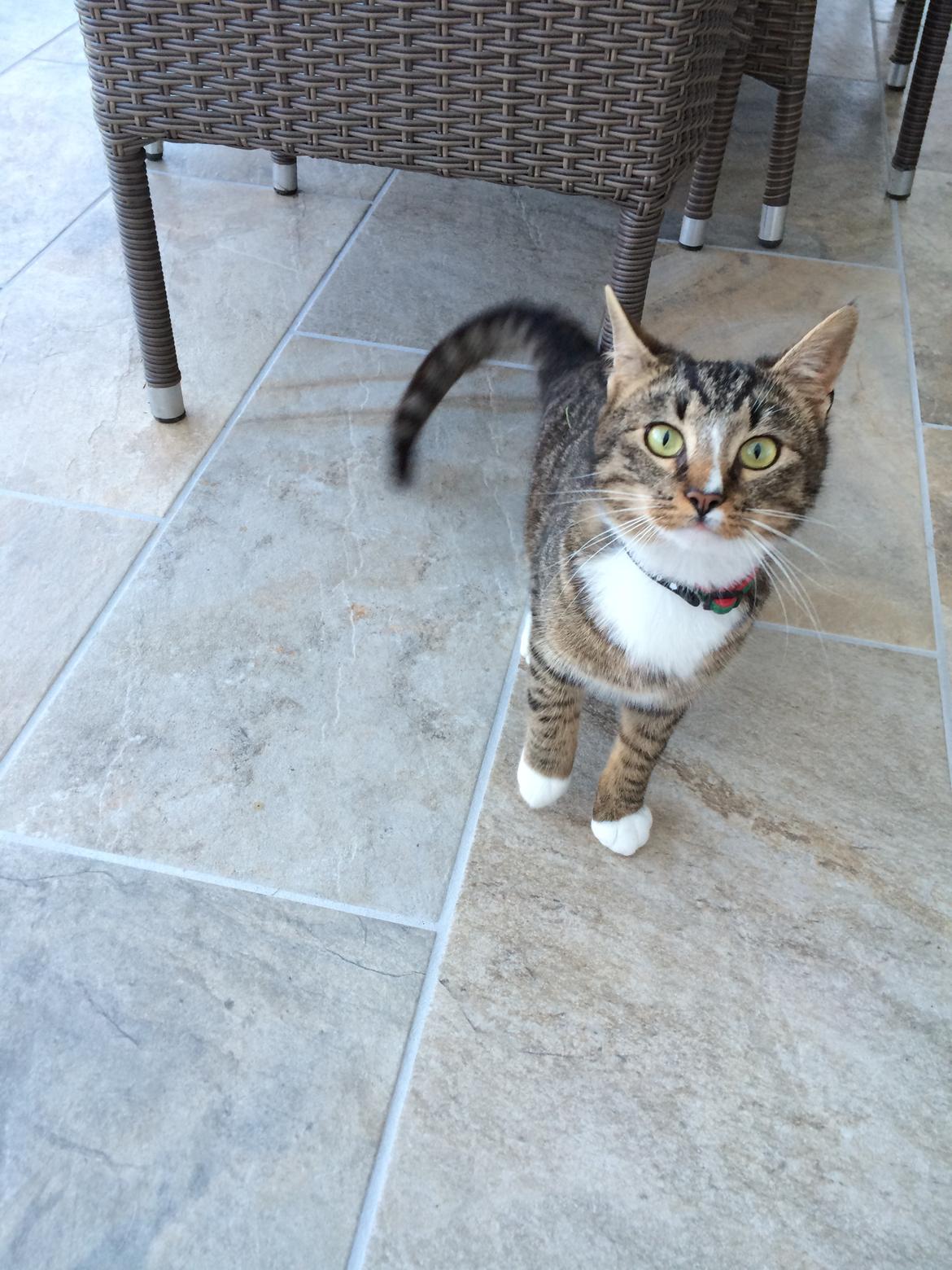 Huskat Thorkild billede 1