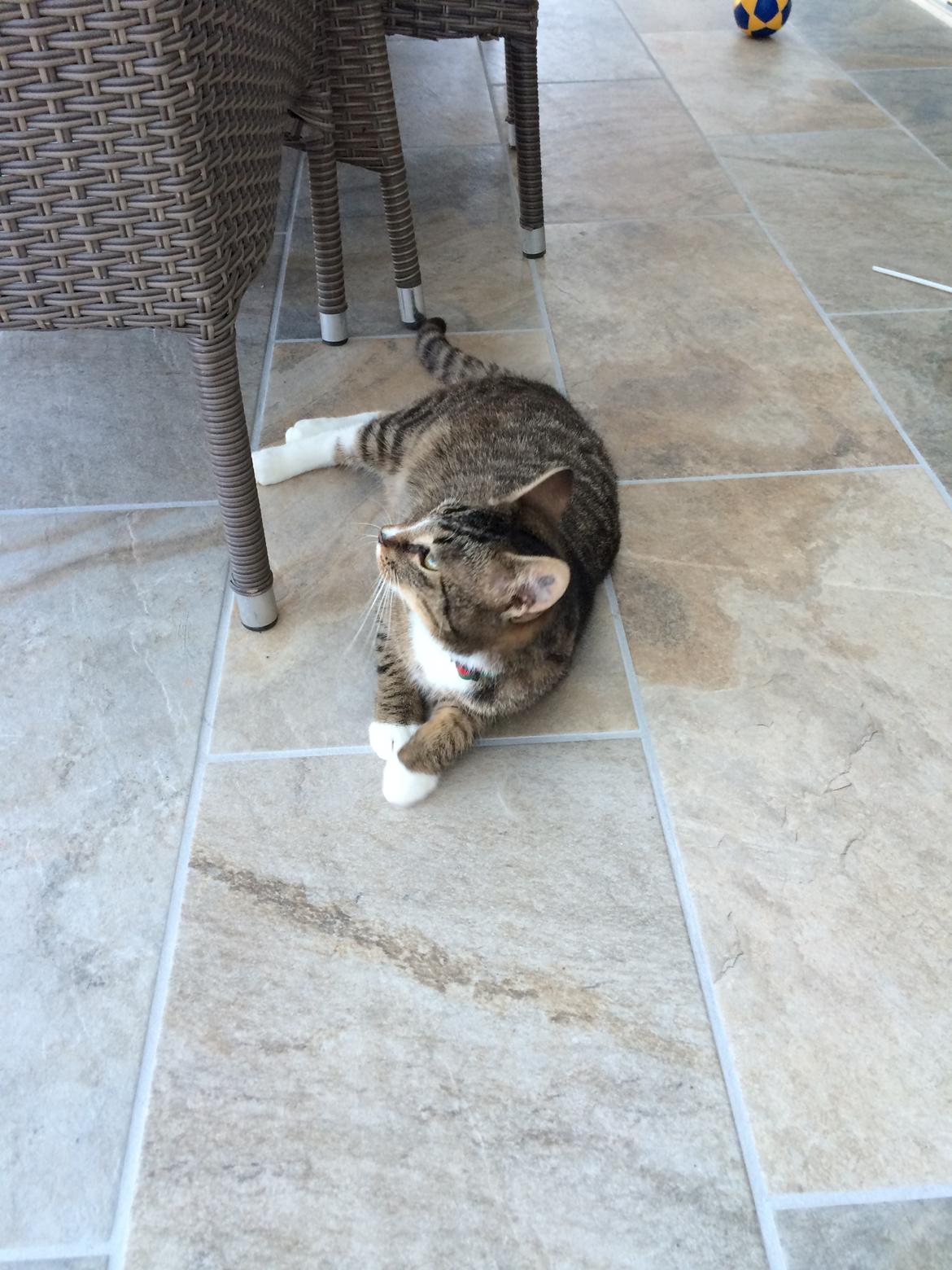 Huskat Thorkild billede 6