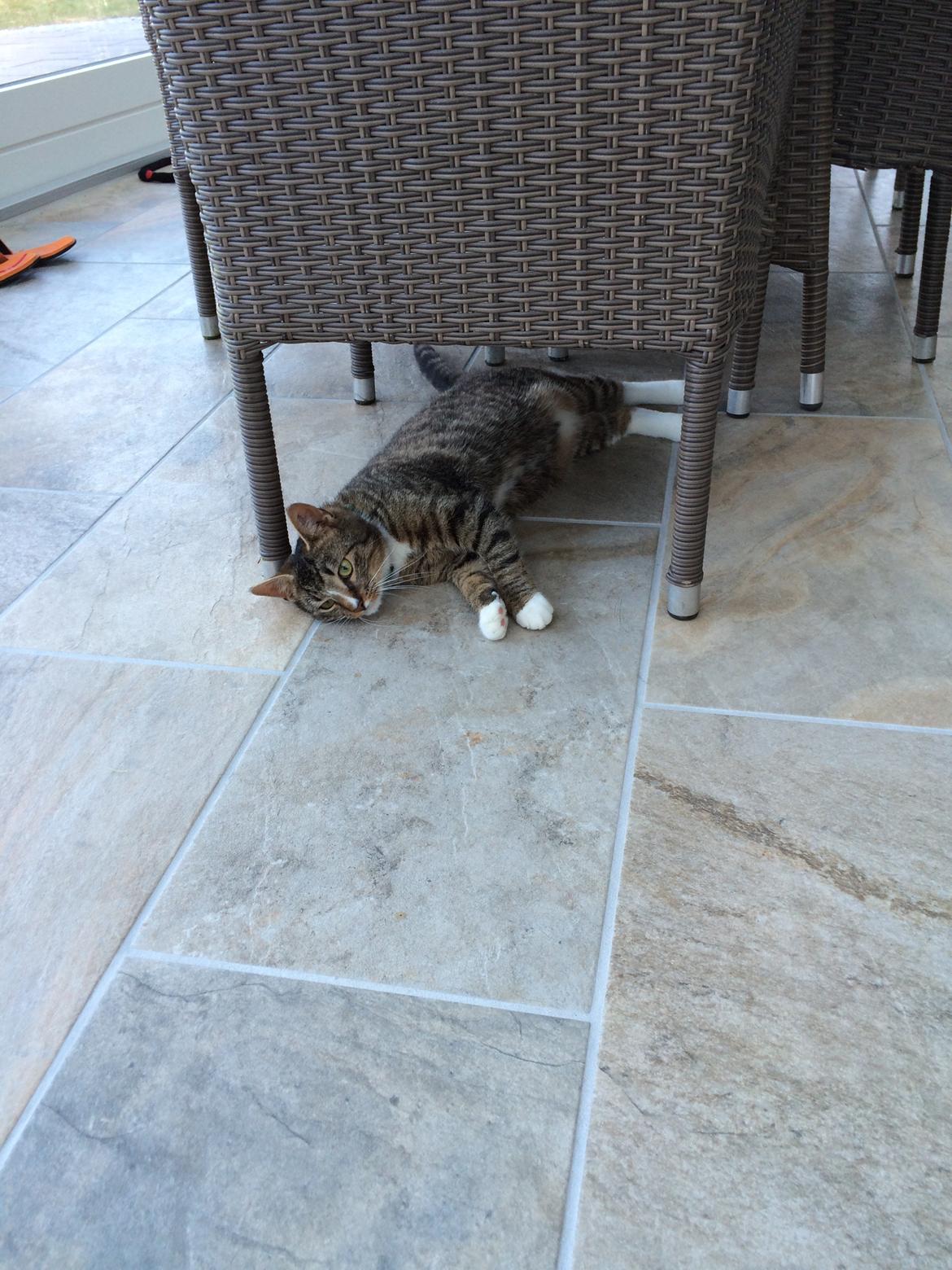 Huskat Thorkild billede 8