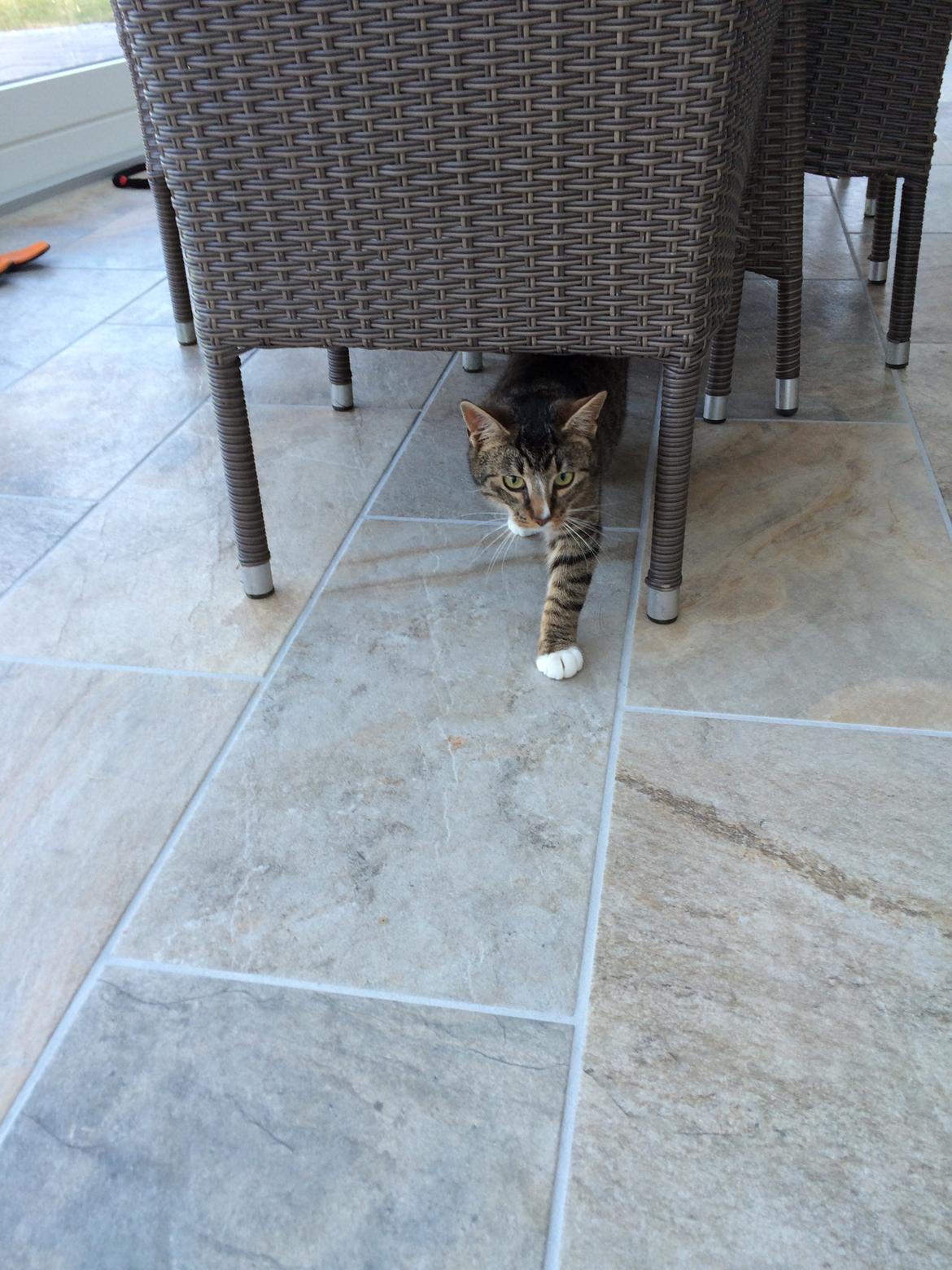 Huskat Thorkild billede 7