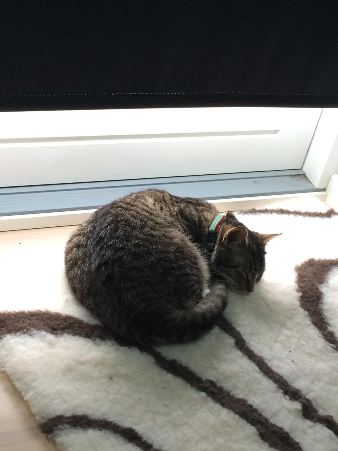 Huskat Thorkild billede 11