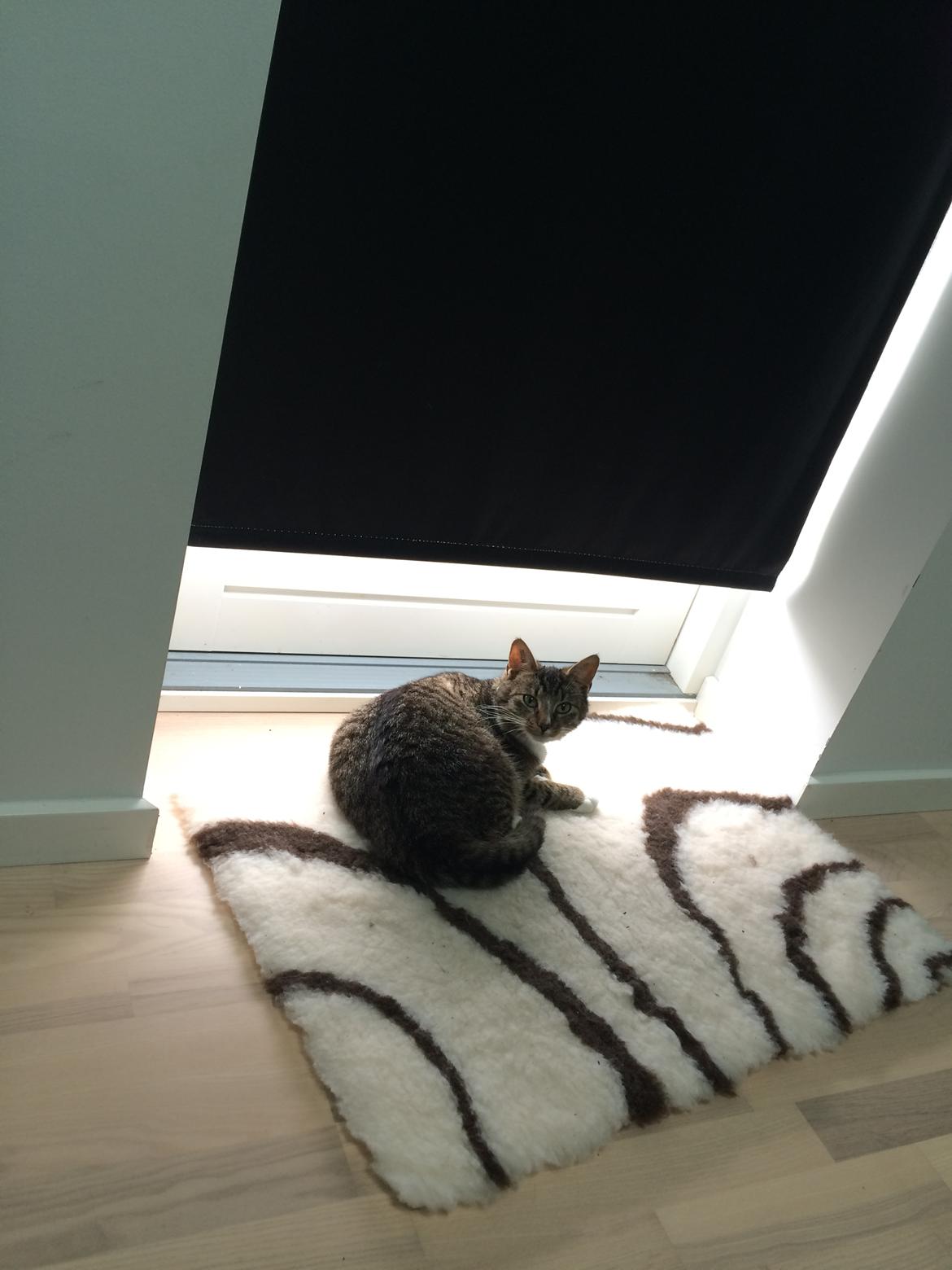 Huskat Thorkild billede 10