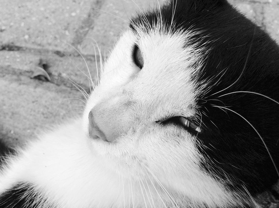 Huskat Kia  - <3 billede 1