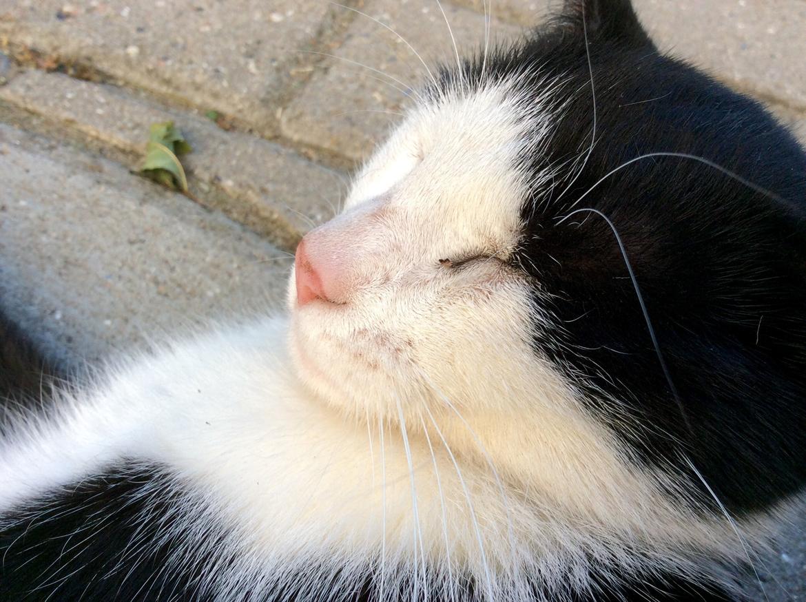 Huskat Kia  - Og igen.... ;) billede 6