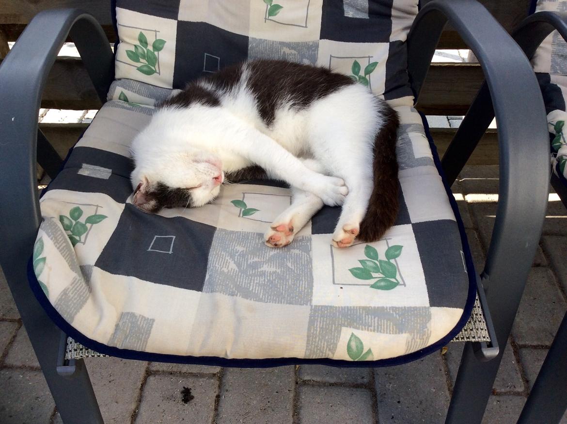 Huskat Reya (Himmelkat) - Livsnyder 2.0 <3  billede 2