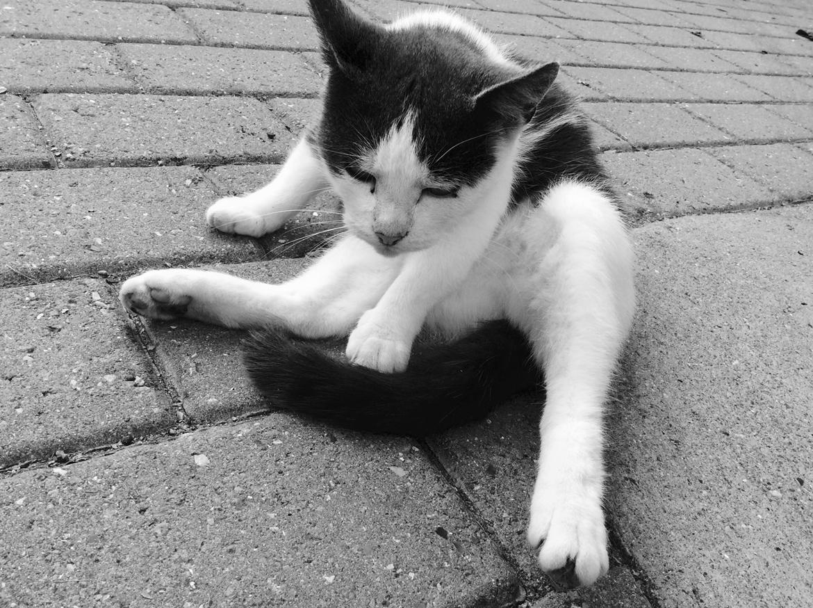 Huskat Reya (Himmelkat) - Smukke pige <3 billede 1