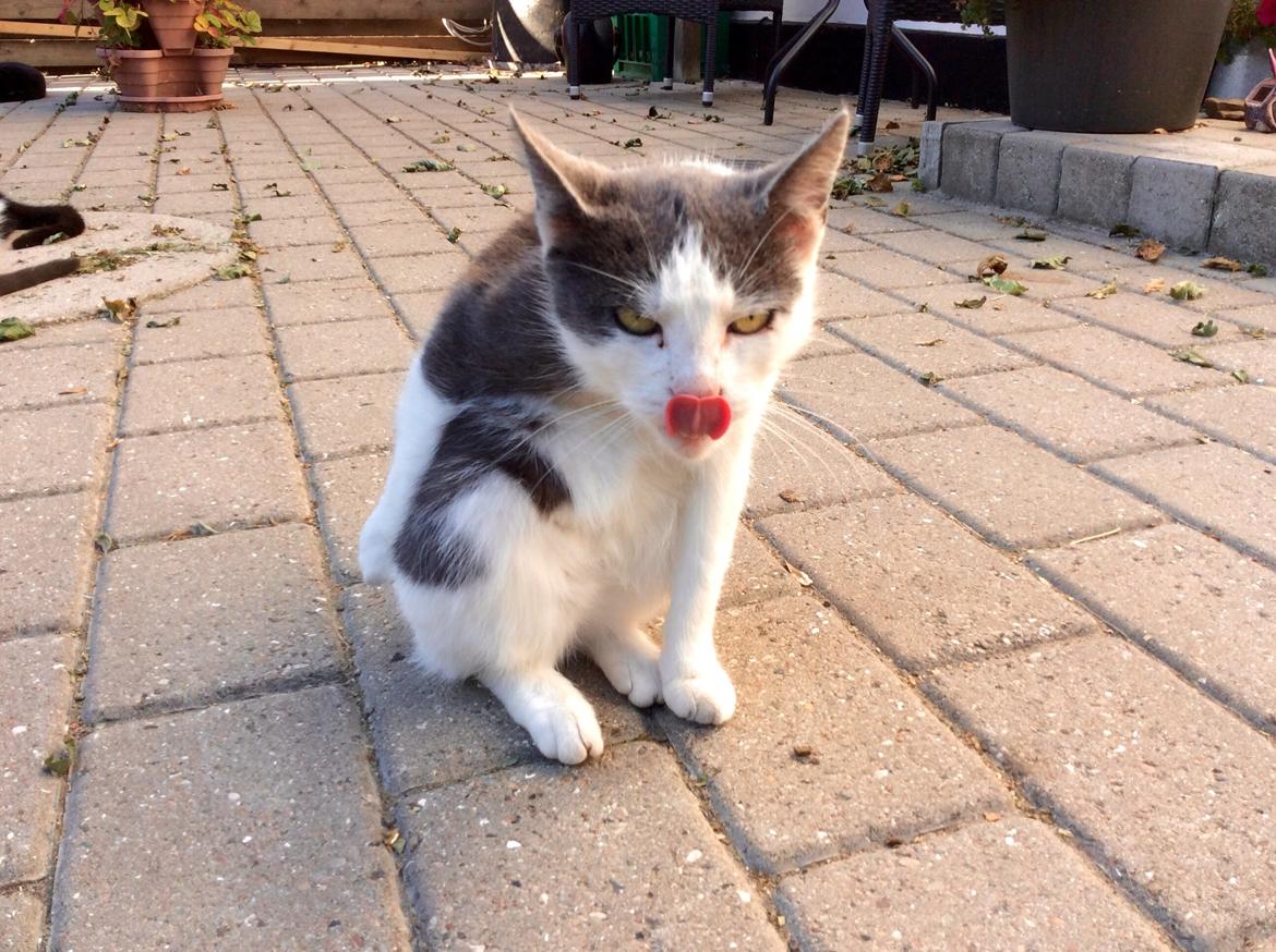 Huskat Reya (Himmelkat) - Møgunge... :P Rækker lige tunge  billede 5