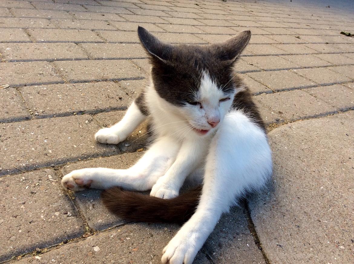 Huskat Reya (Himmelkat) - Hårdt at være lækker ! <3 billede 6