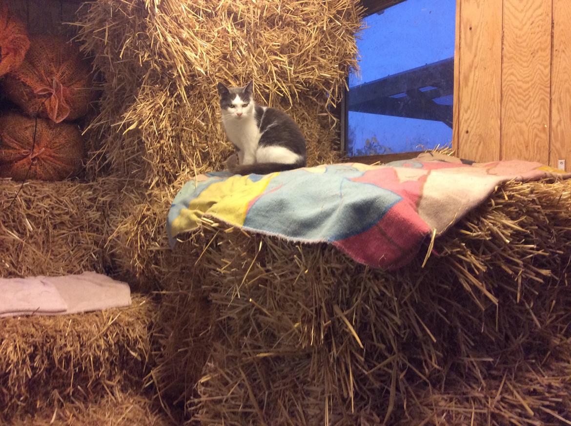 Huskat Reya (Himmelkat) - Smukke tøs i stalden :) billede 7