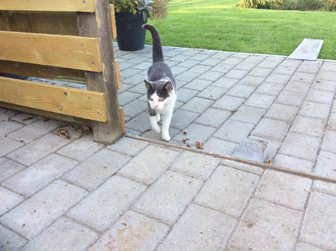 Huskat Reya (Himmelkat) - " Hej alle sammen ! HEJ ! Har i savnet mig ?! <3 billede 8