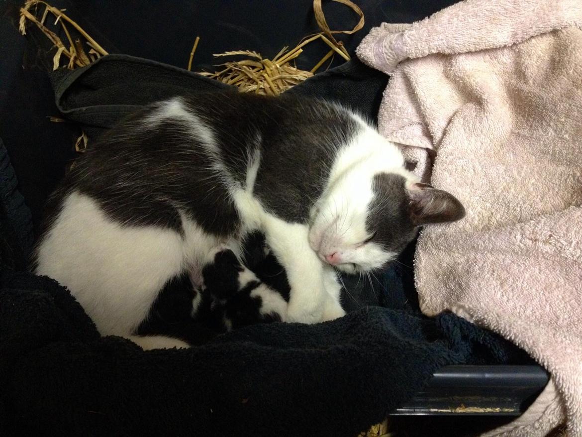 Huskat Reya (Himmelkat) - Århhhh hvor vækker det minder frem <3 Og os tårer da men ved at der er 4 katte på billedet men kun 2 tilbage :( billede 9