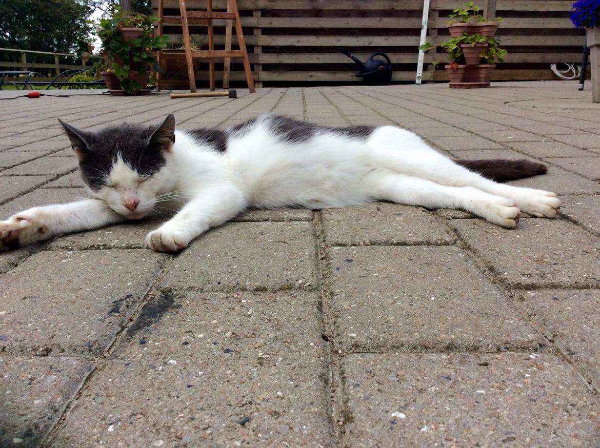 Huskat Reya (Himmelkat) - Da hun var drægtig med Kia og Sangha ! <3 Undskyld rodet i bagrunden men vi var ved at lave nyt halvtag :) billede 4