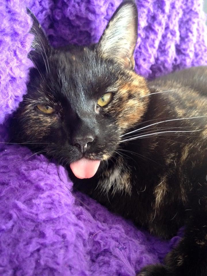 Huskat Saga billede 5