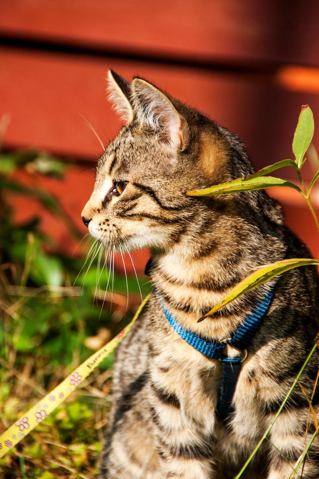 Blanding af racer Gonzo billede 2