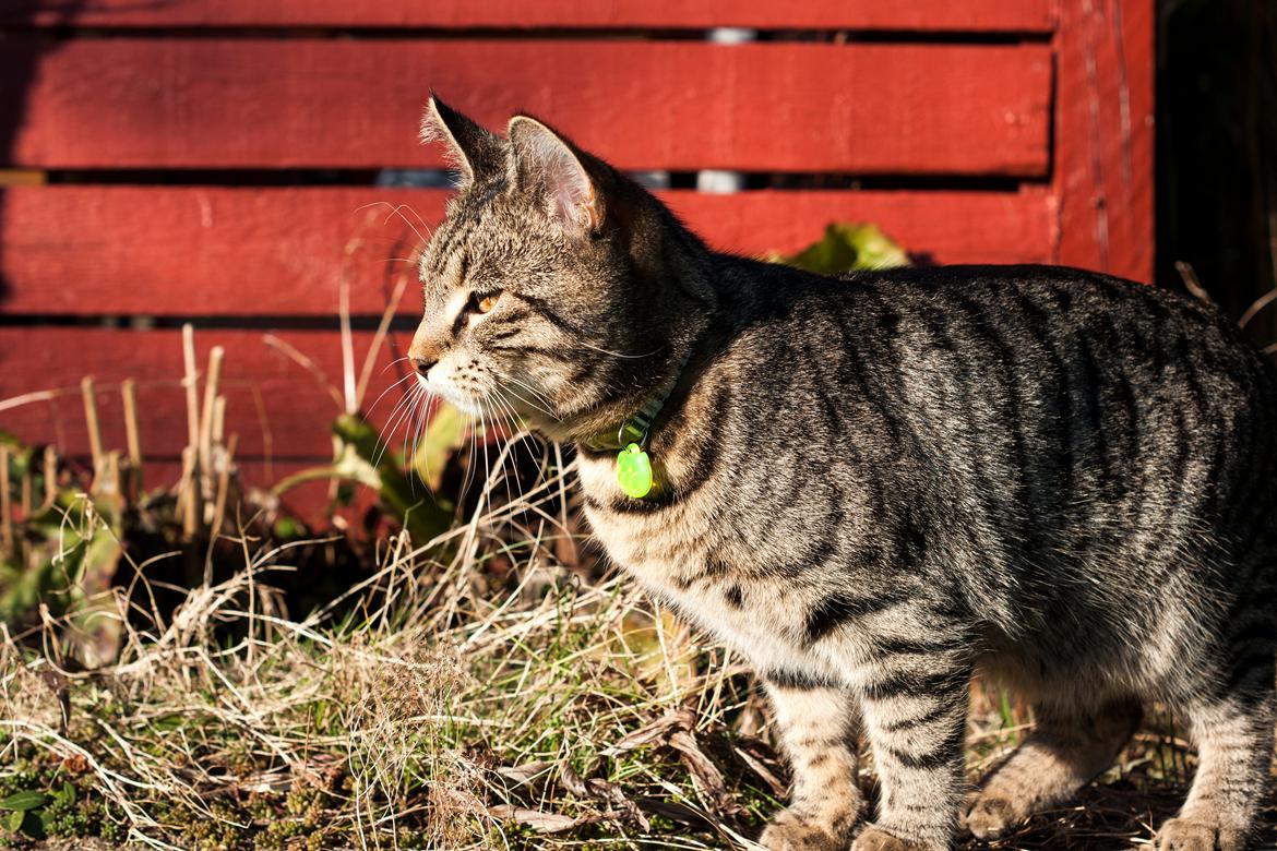 Blanding af racer Gonzo billede 4