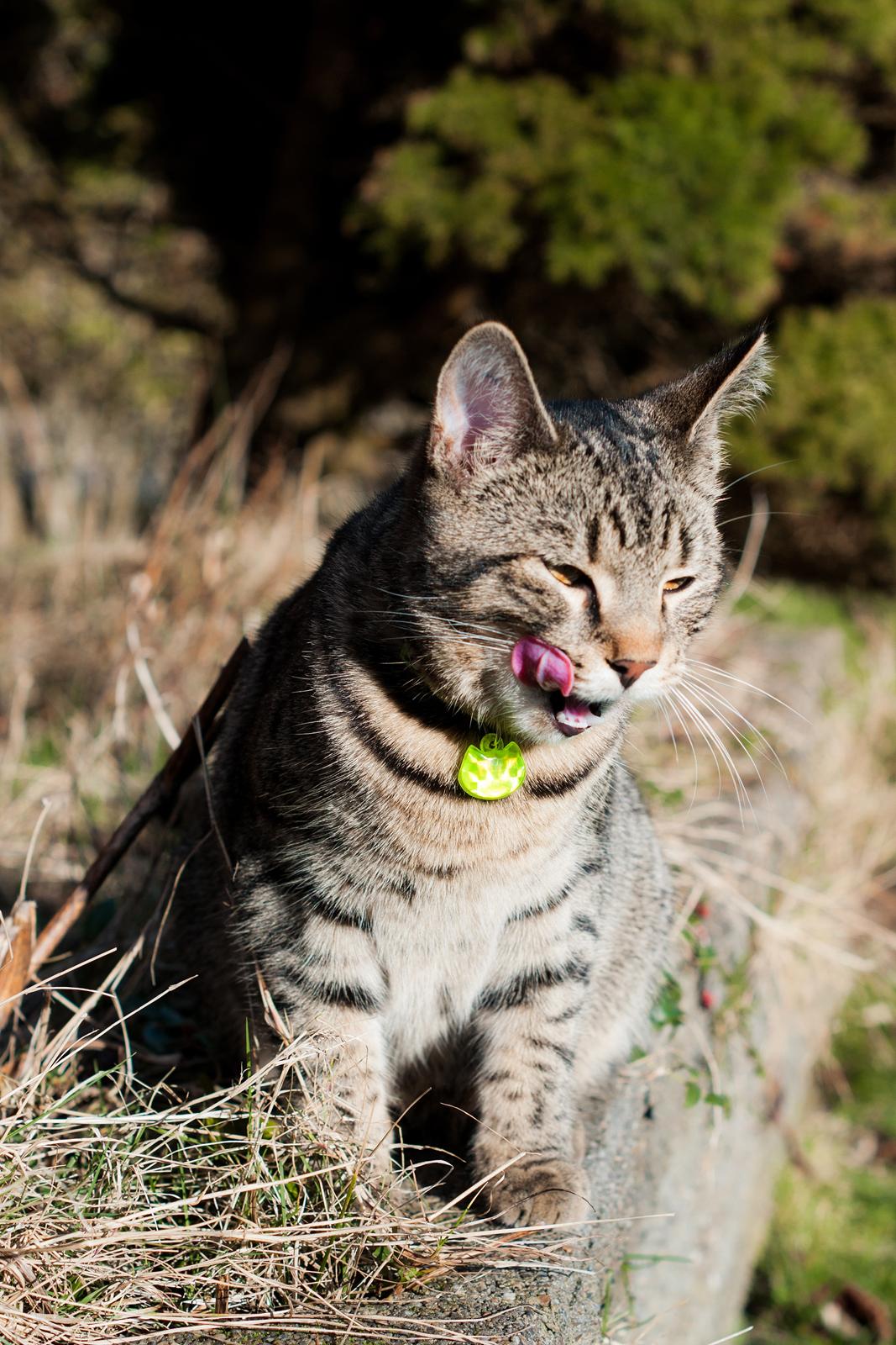 Blanding af racer Gonzo billede 5