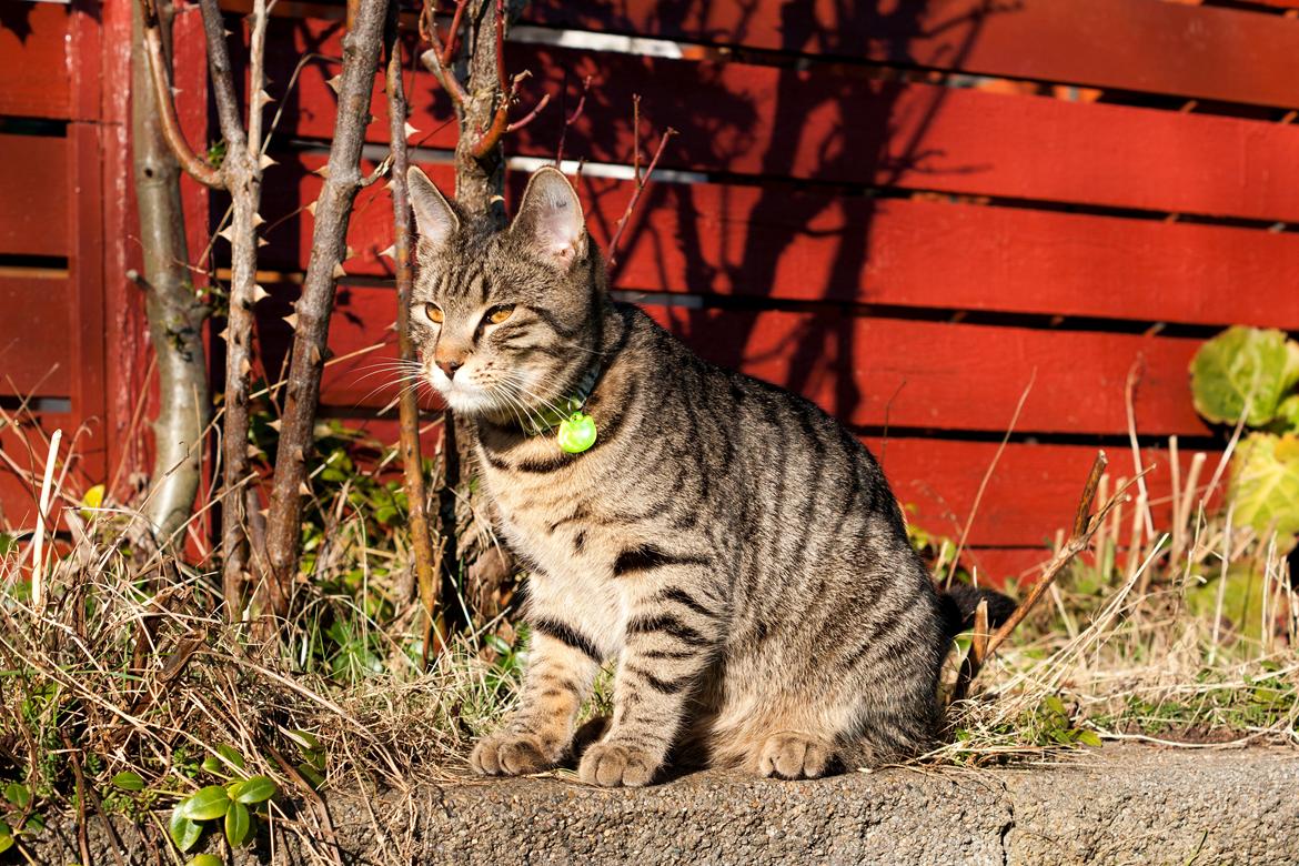 Blanding af racer Gonzo billede 6