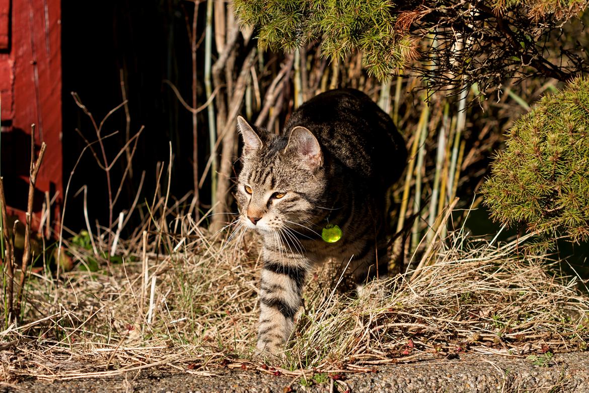 Blanding af racer Gonzo billede 7