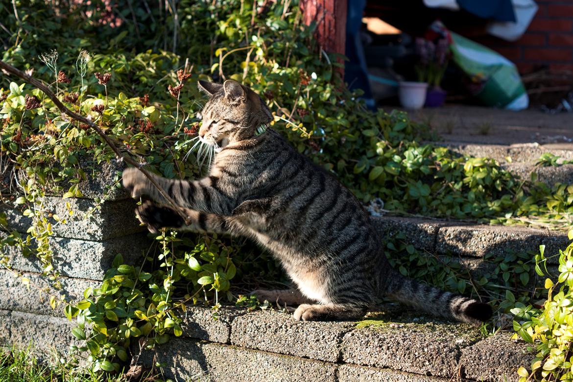 Blanding af racer Gonzo billede 10