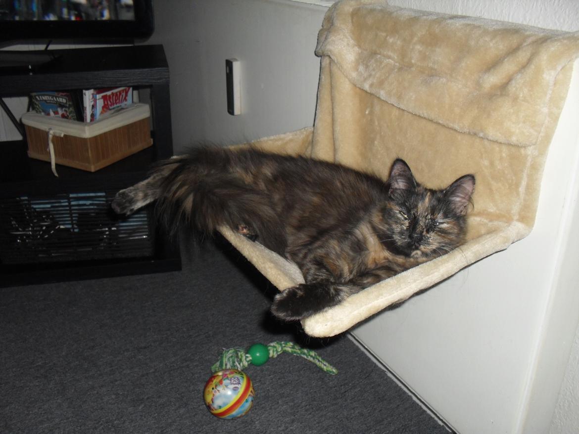 Maine Coon Kirby billede 24