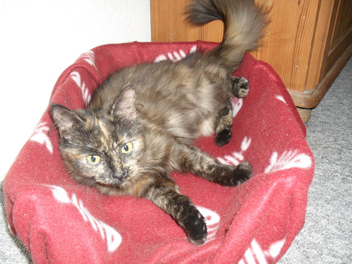 Maine Coon Kirby billede 23