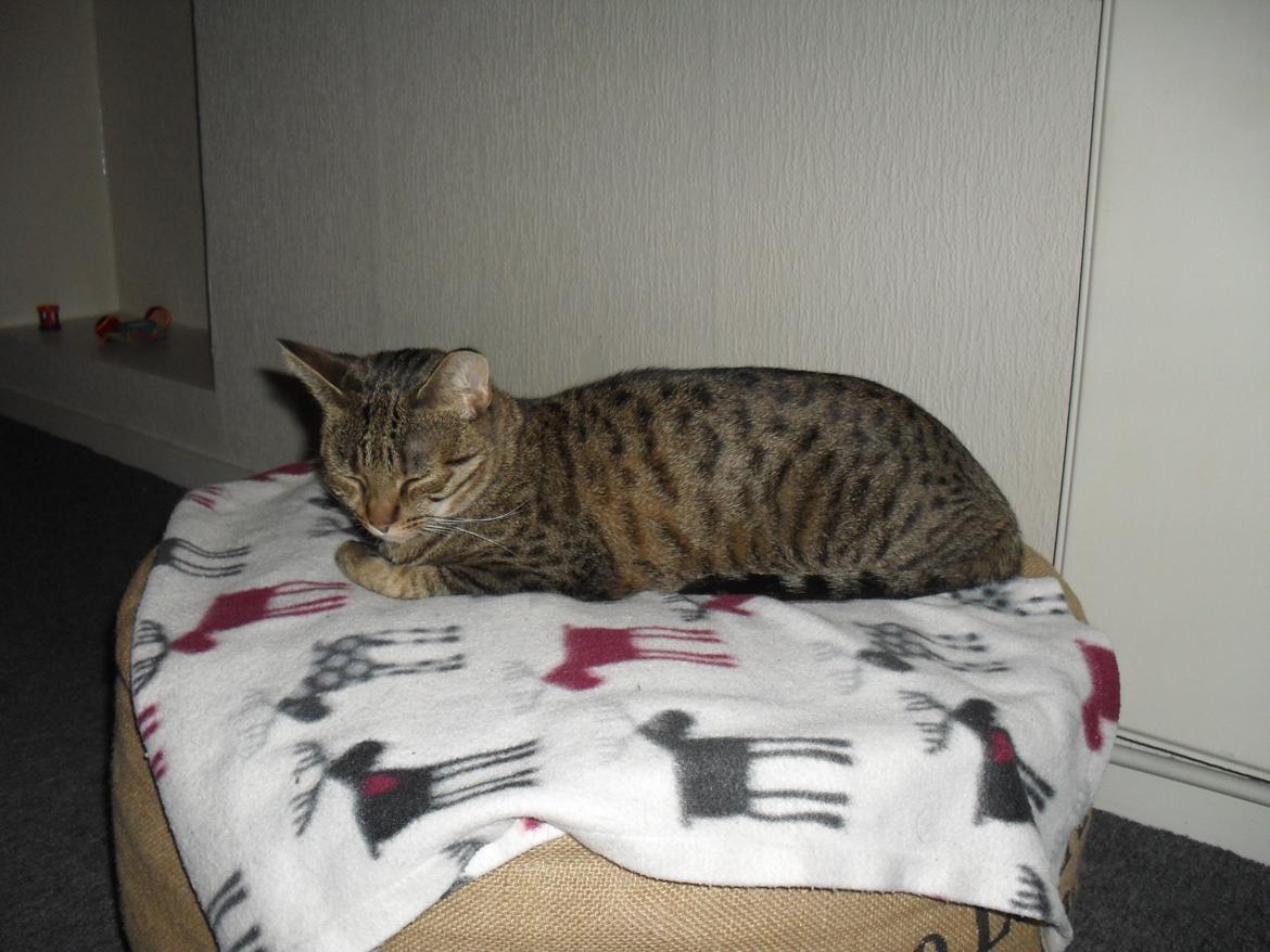 Huskat Nala billede 41