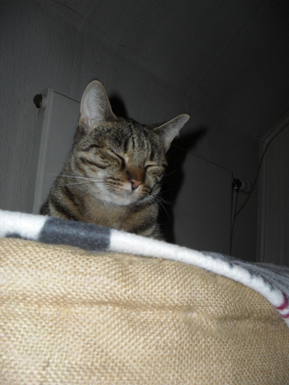 Huskat Nala - hun kan ikke lide blitsen billede 22