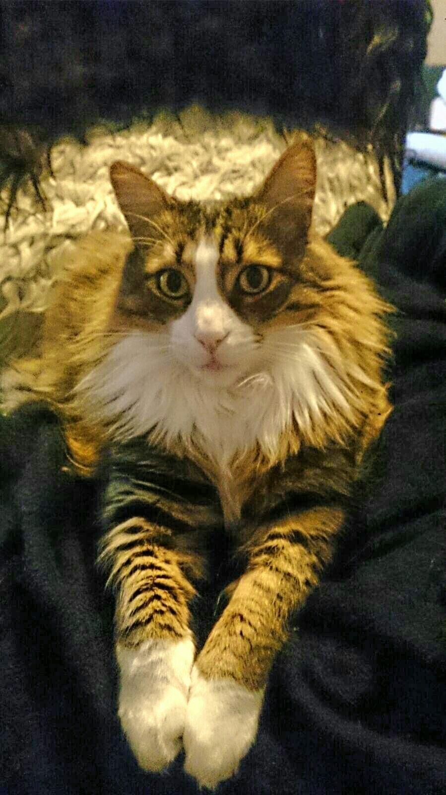 Tyrkisk Angora Cahil von Frankenthal dk - Potter  d. 7. mart 2016 fyldte 10 år billede 21