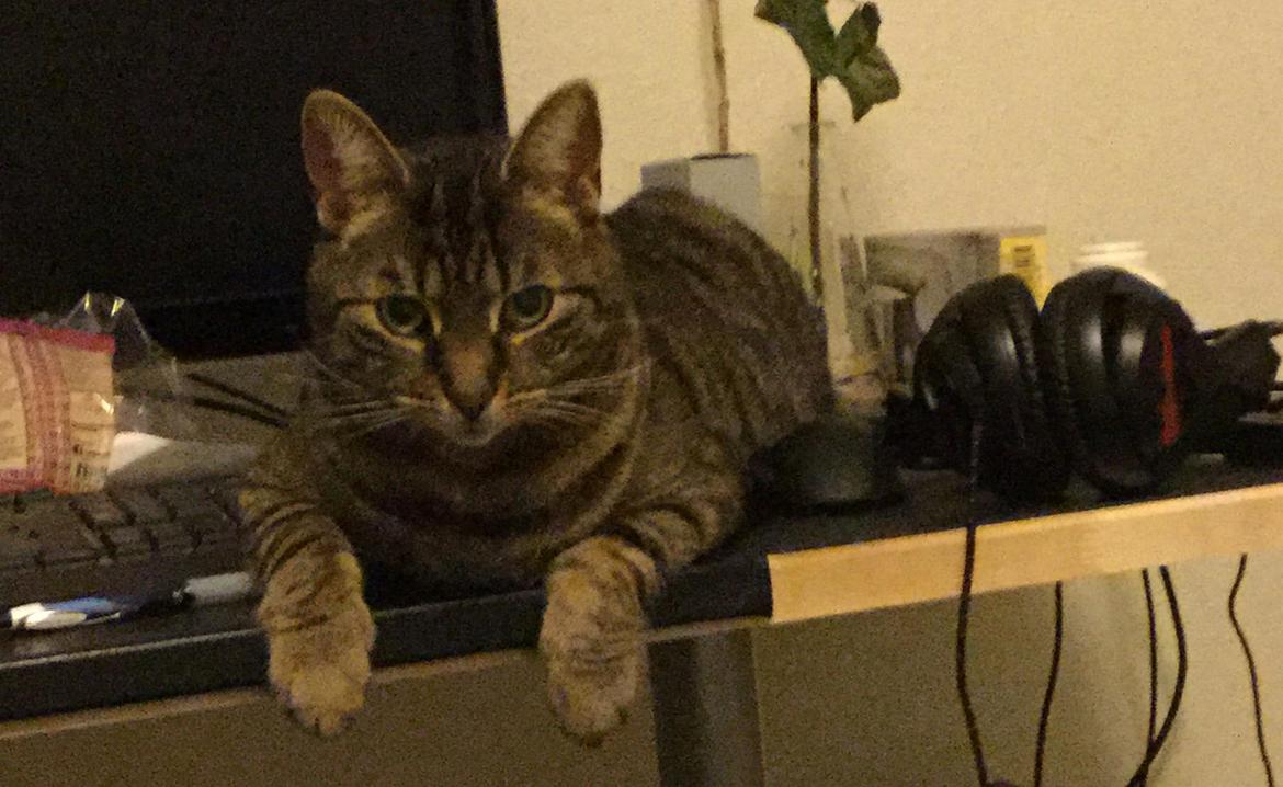 Huskat Oscar *Himmelkat* billede 5
