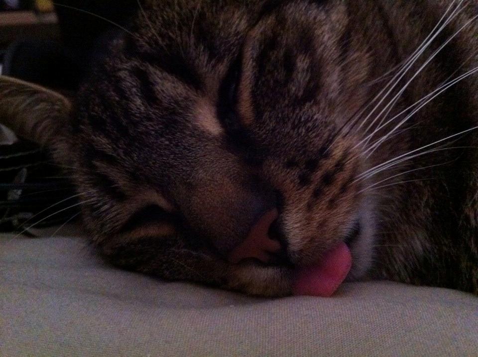 Huskat Oscar *Himmelkat* billede 8