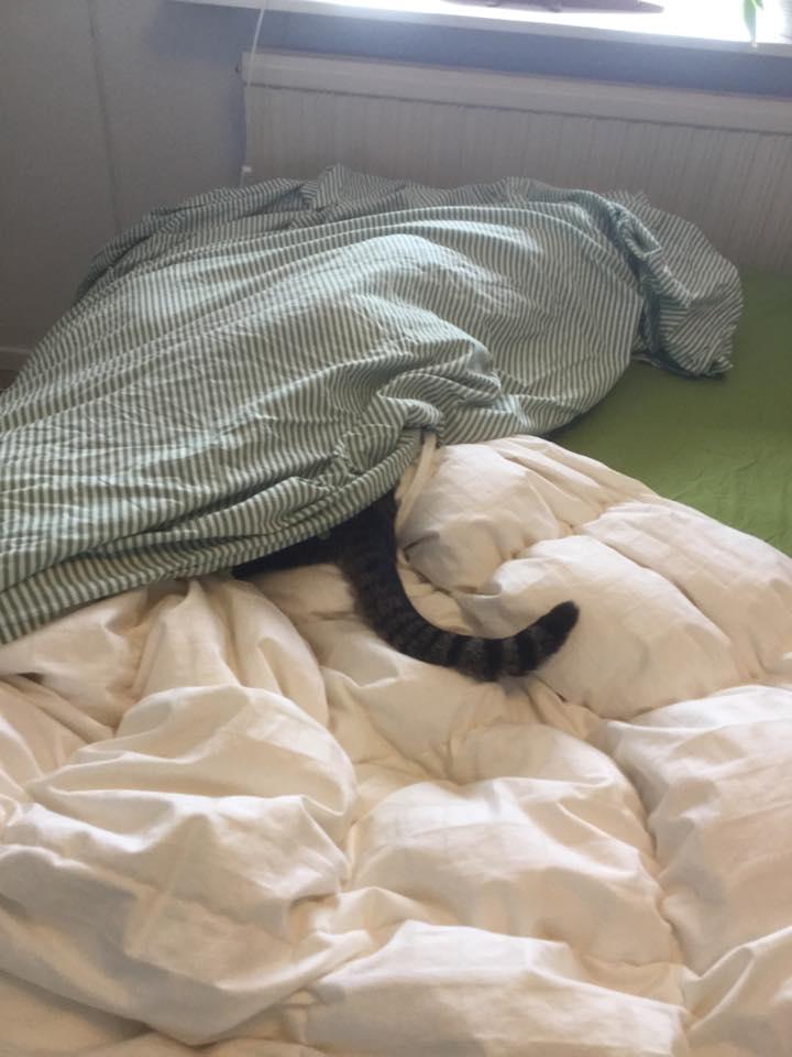 Huskat Oscar *Himmelkat* billede 6