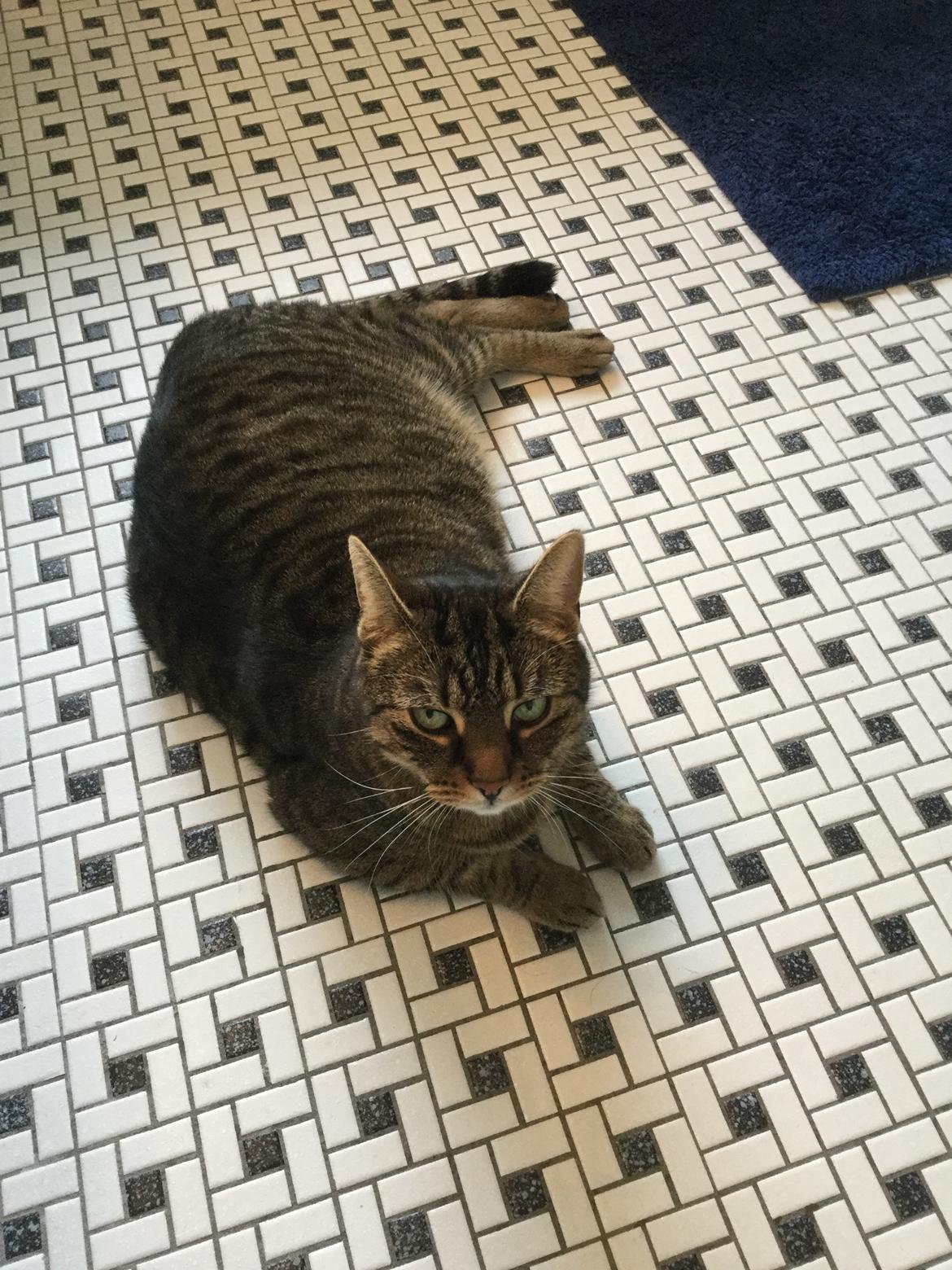 Huskat Oscar *Himmelkat* billede 11