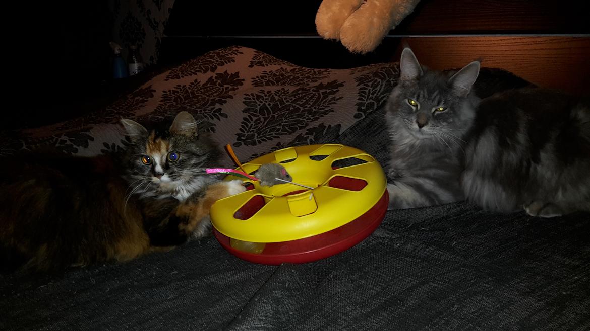 Blanding af racer Bell billede 9