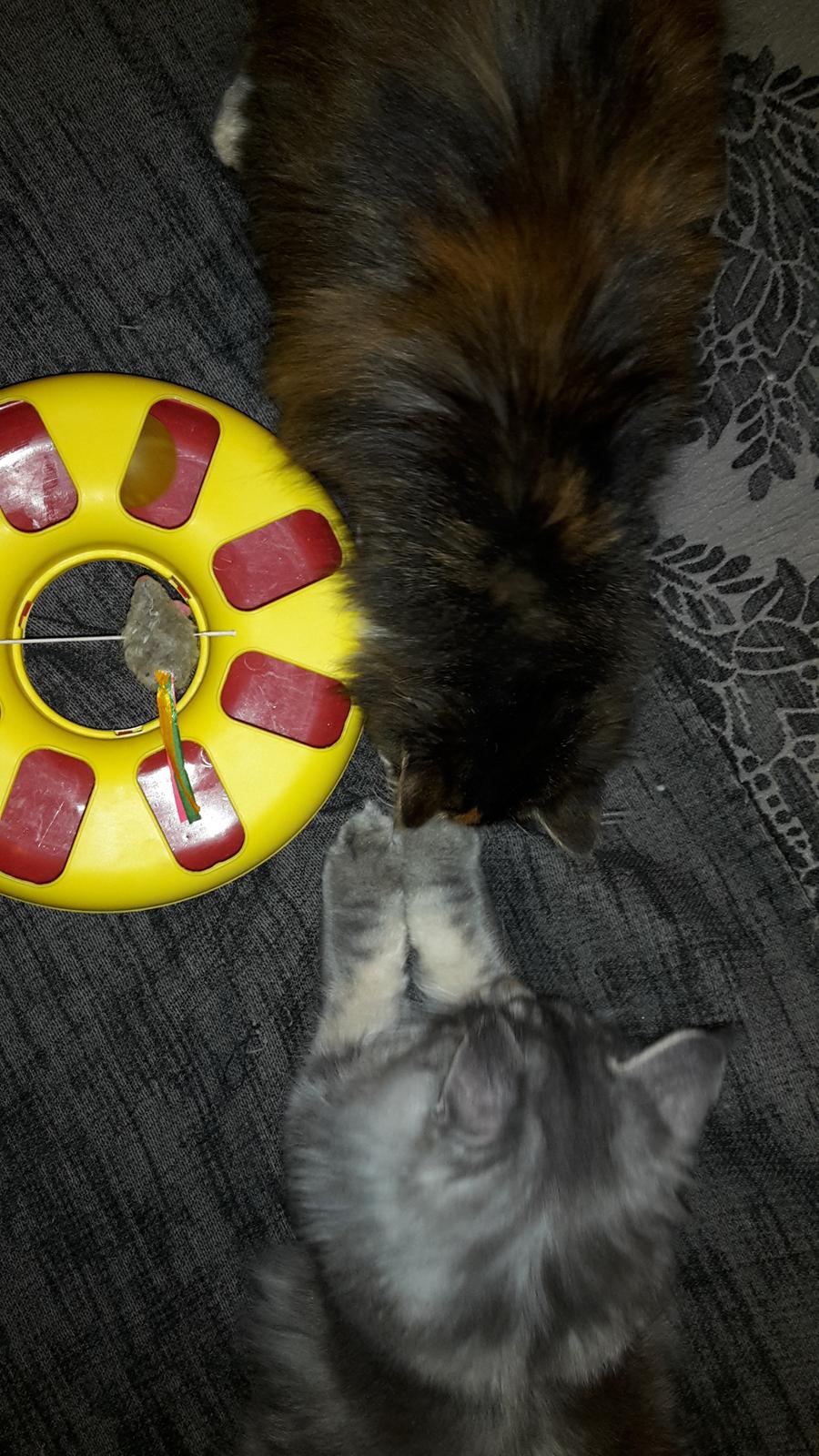 Blanding af racer Bell billede 29