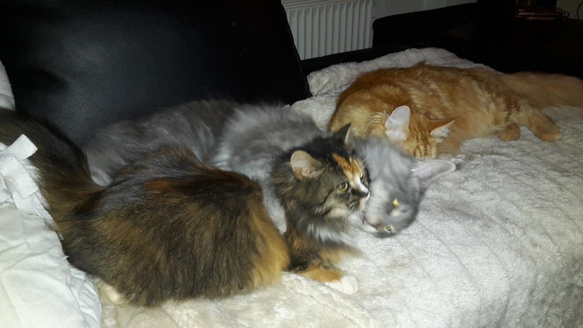 Blanding af racer Bell billede 11