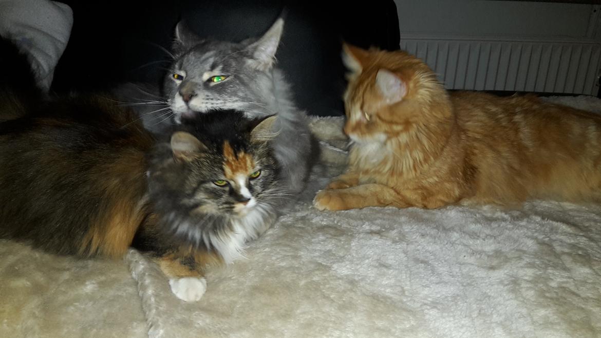 Blanding af racer Bell billede 5