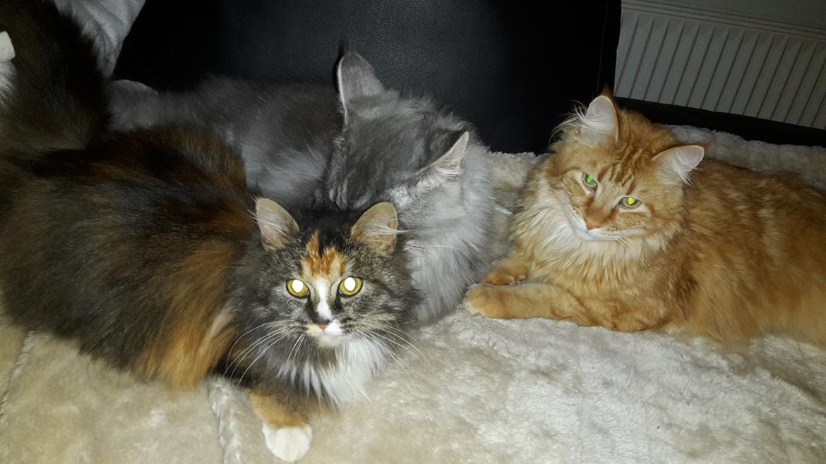 Blanding af racer Bell billede 8