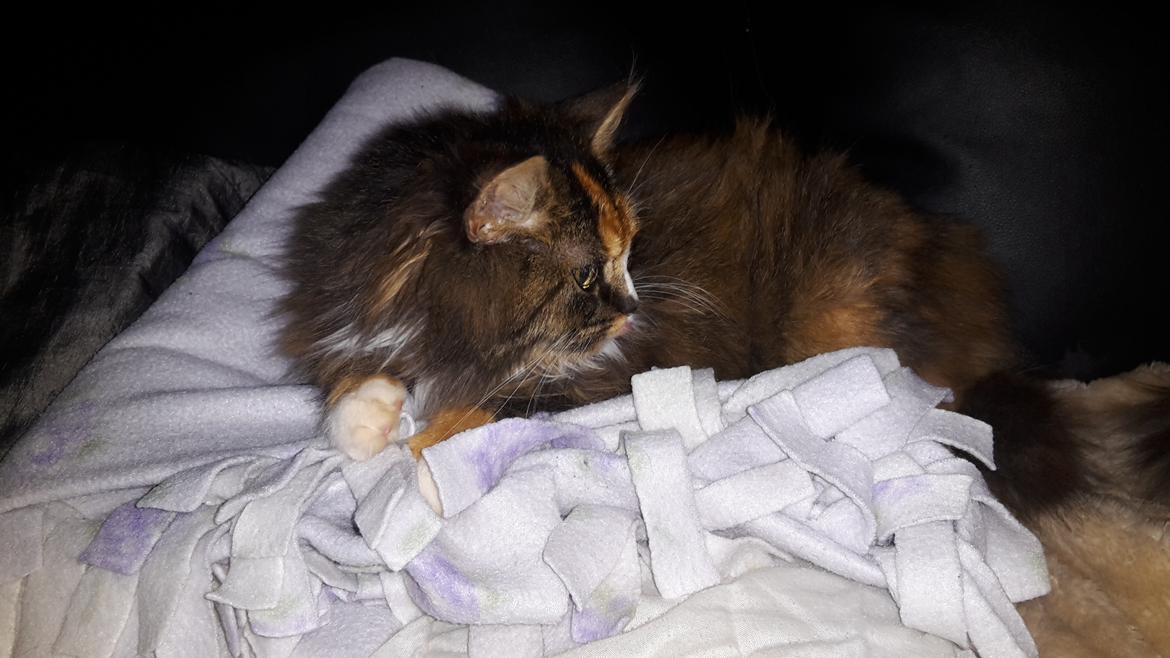 Blanding af racer Bell billede 30