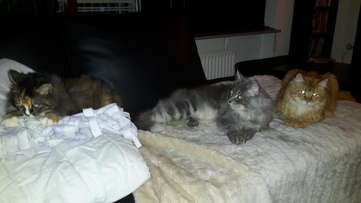 Blanding af racer Bell billede 31