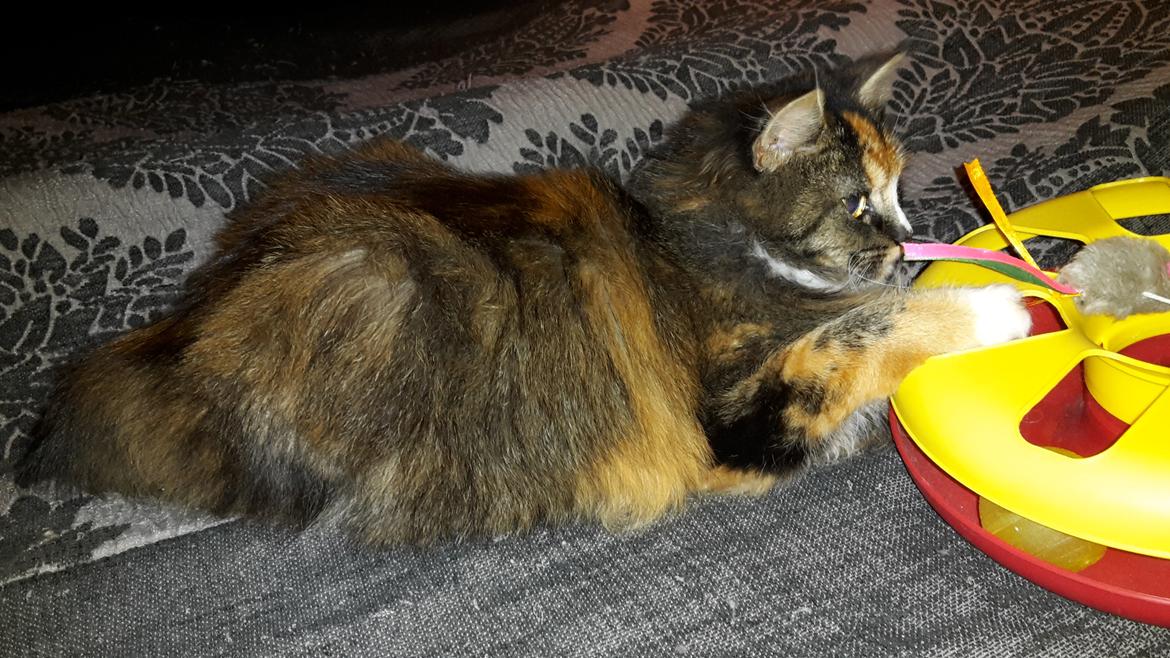 Blanding af racer Bell billede 7