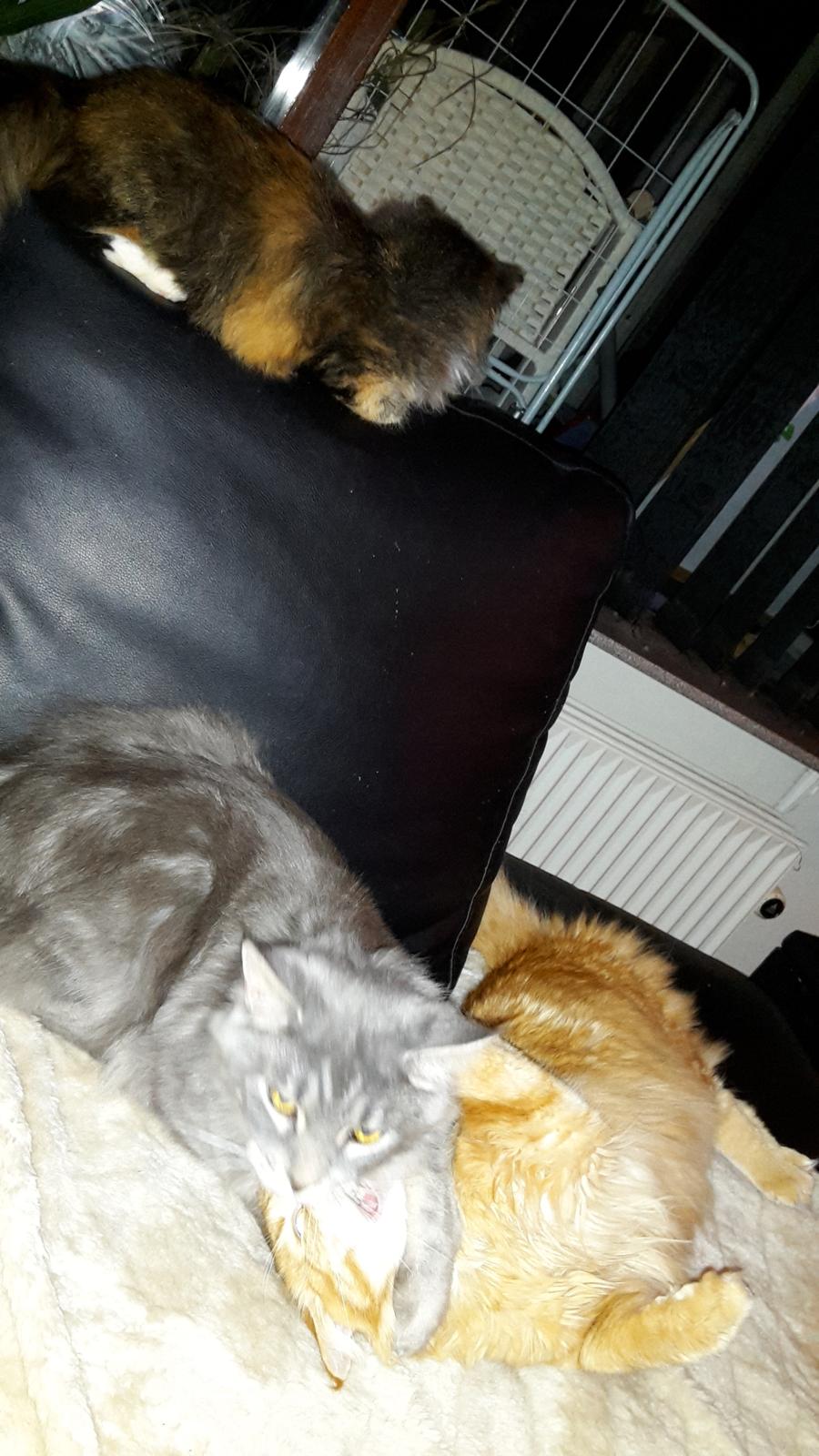 Blanding af racer Bell billede 25