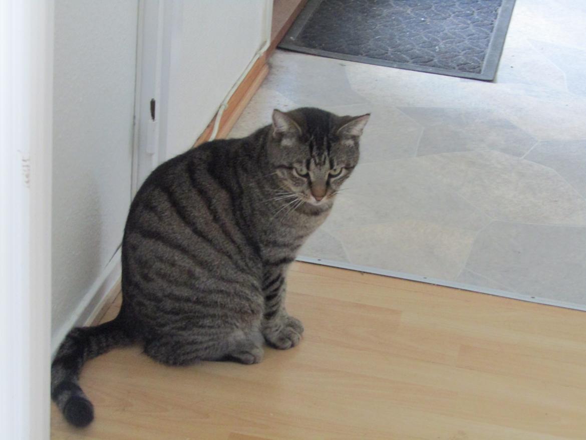 Blanding af racer Felix billede 35