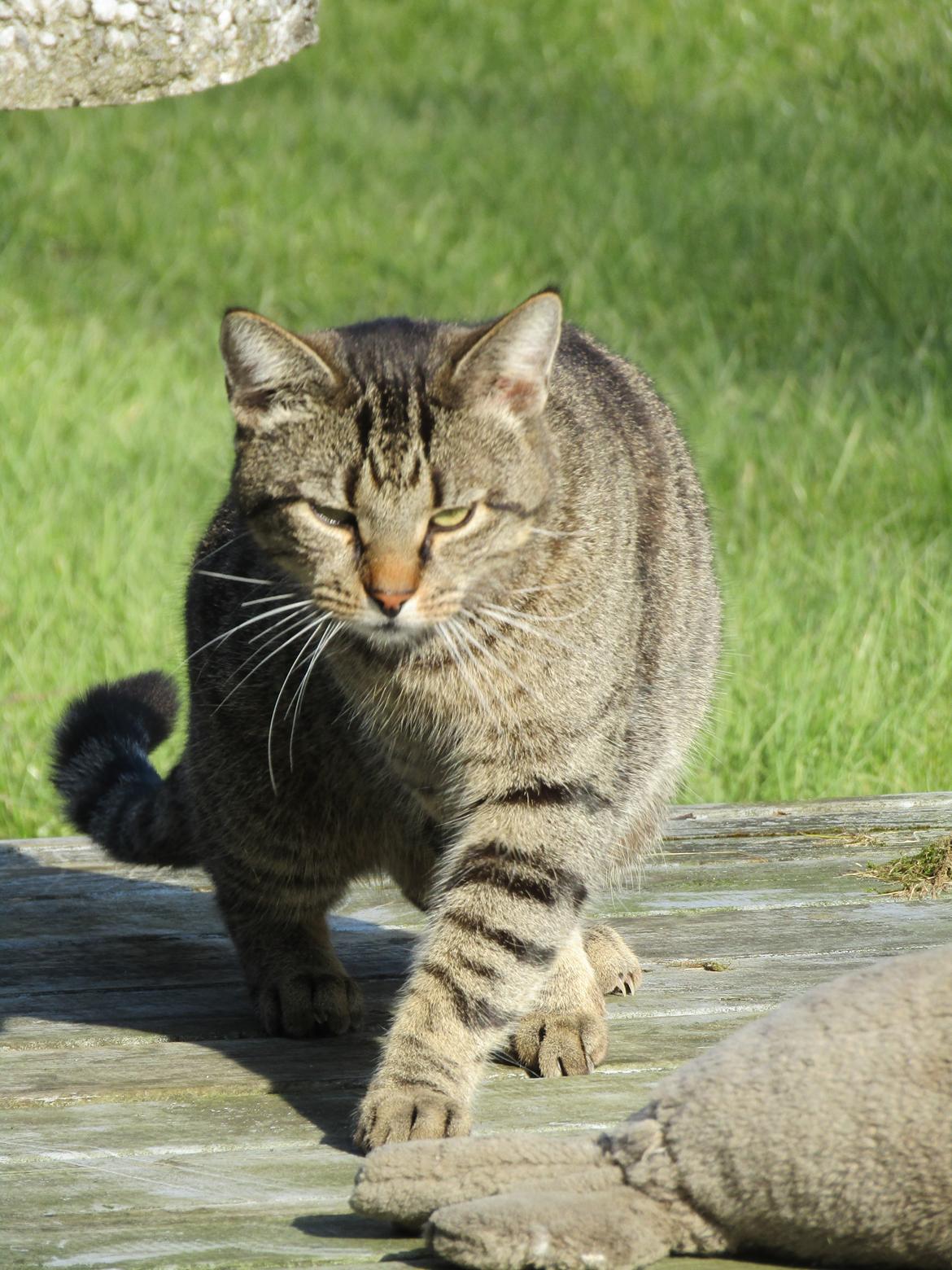 Blanding af racer Felix billede 23