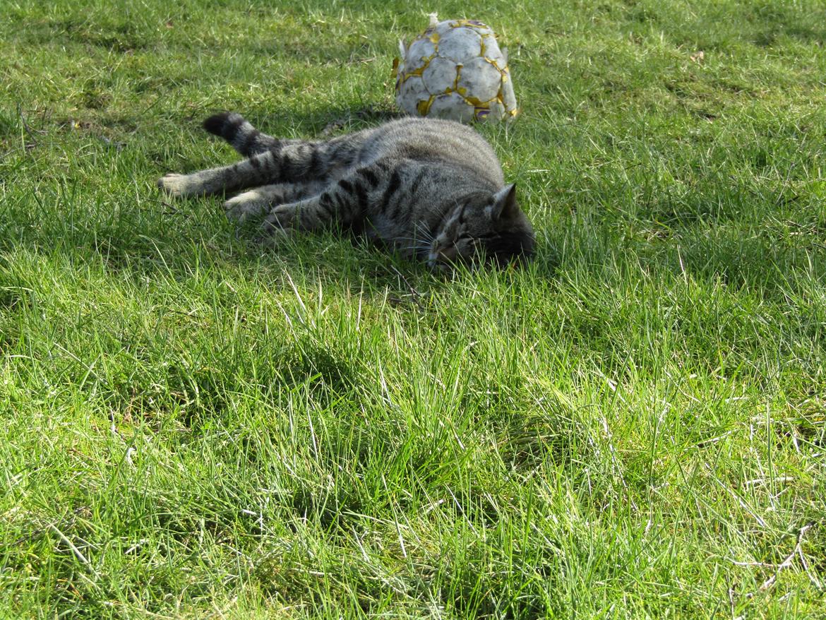 Blanding af racer Felix billede 25