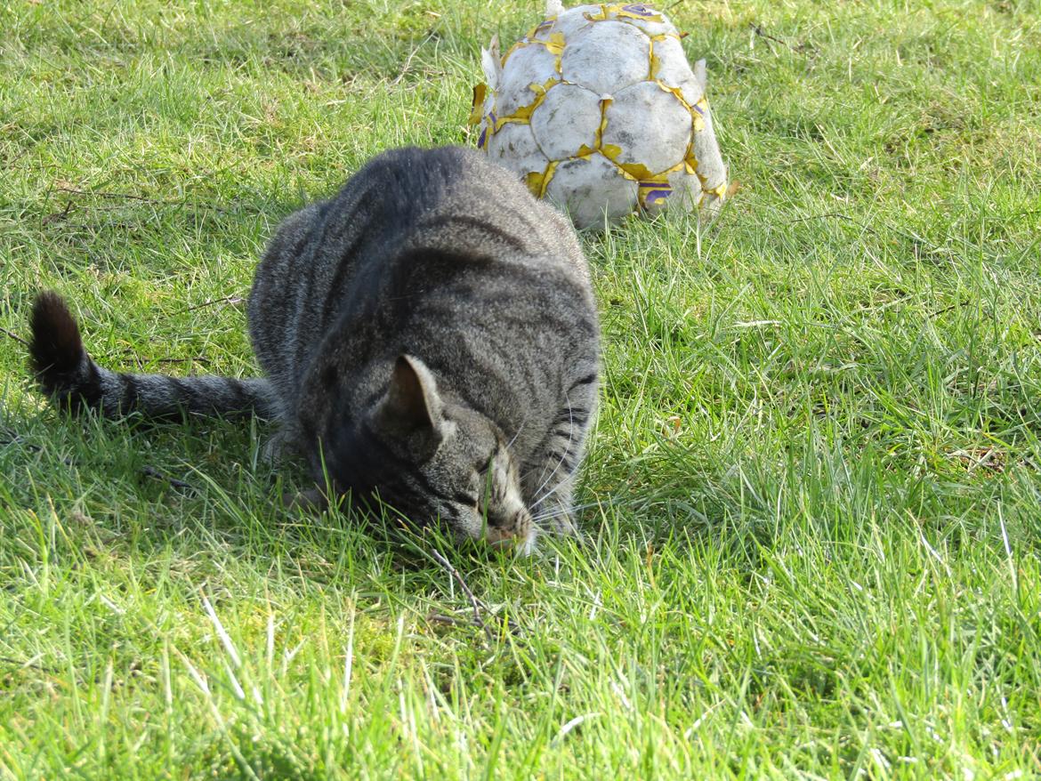 Blanding af racer Felix billede 32