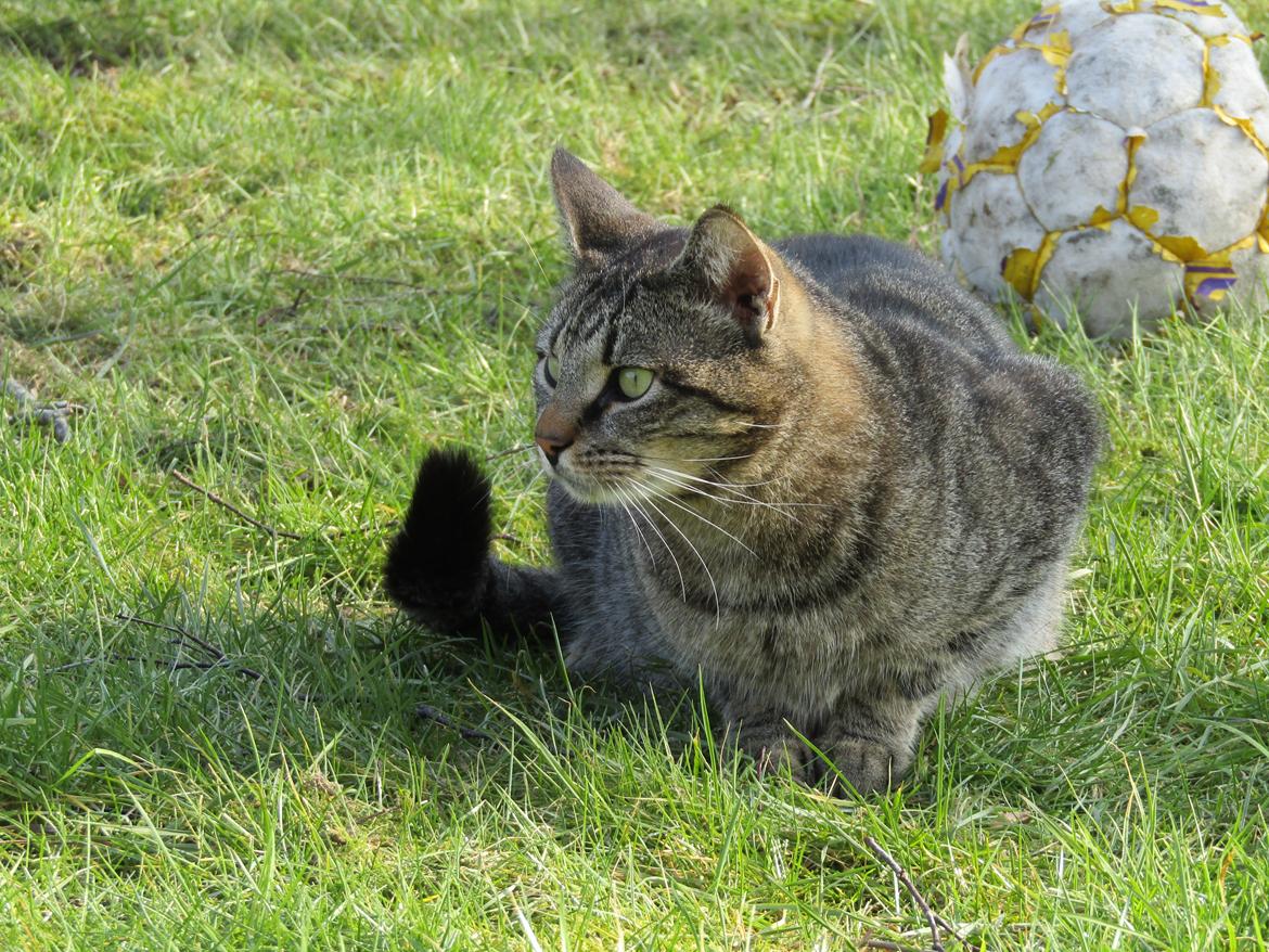 Blanding af racer Felix billede 3