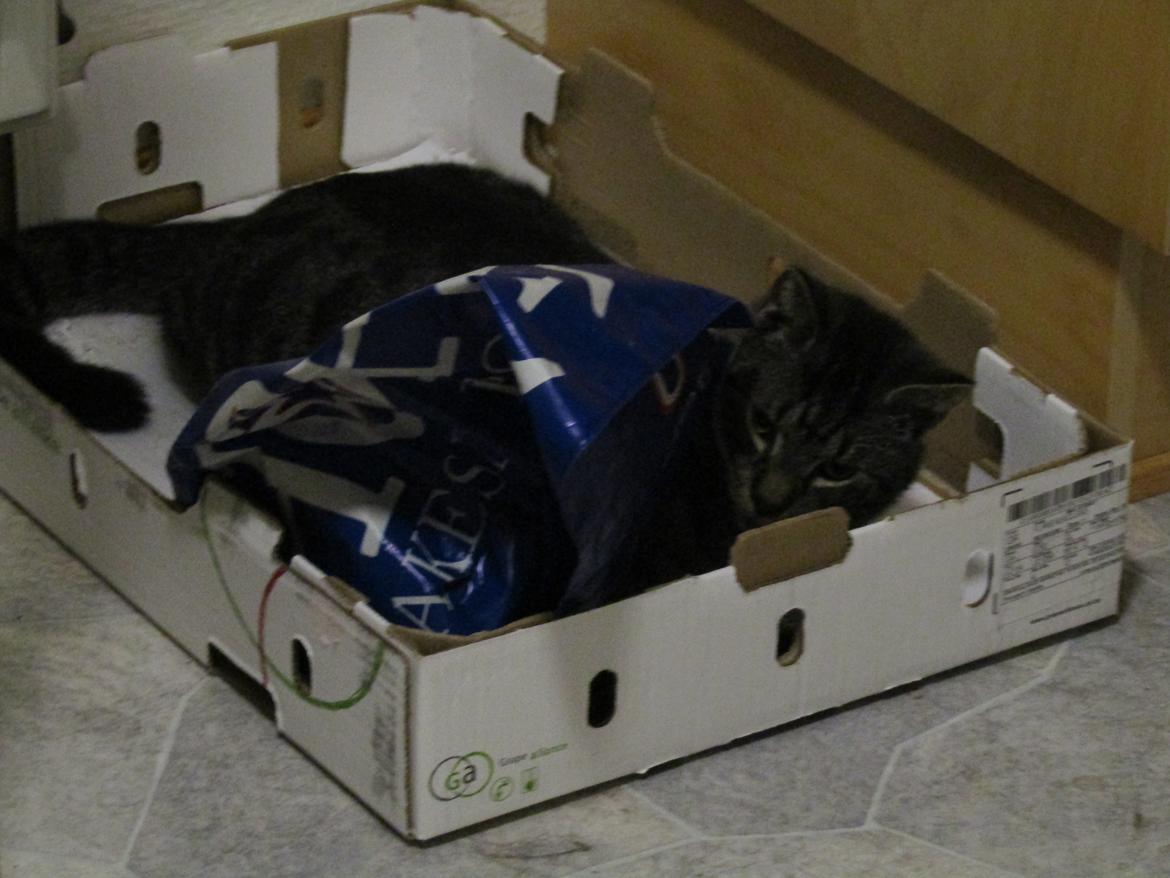 Blanding af racer Sam billede 38