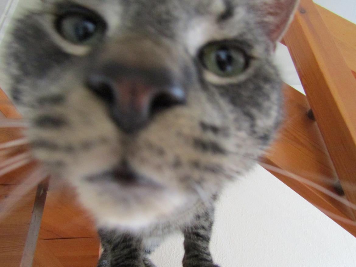 Blanding af racer Sam billede 18