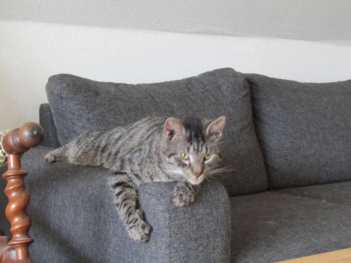 Blanding af racer Sam billede 39