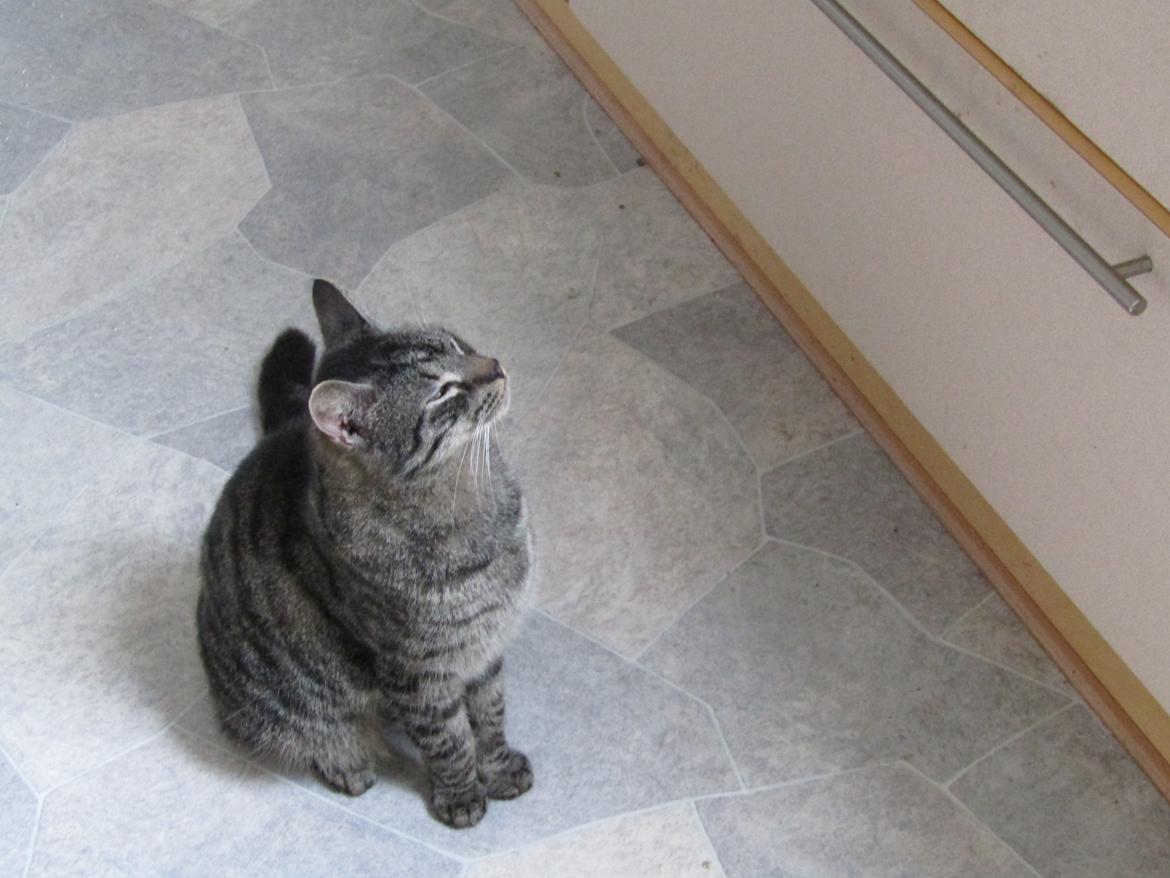 Blanding af racer Sam billede 40